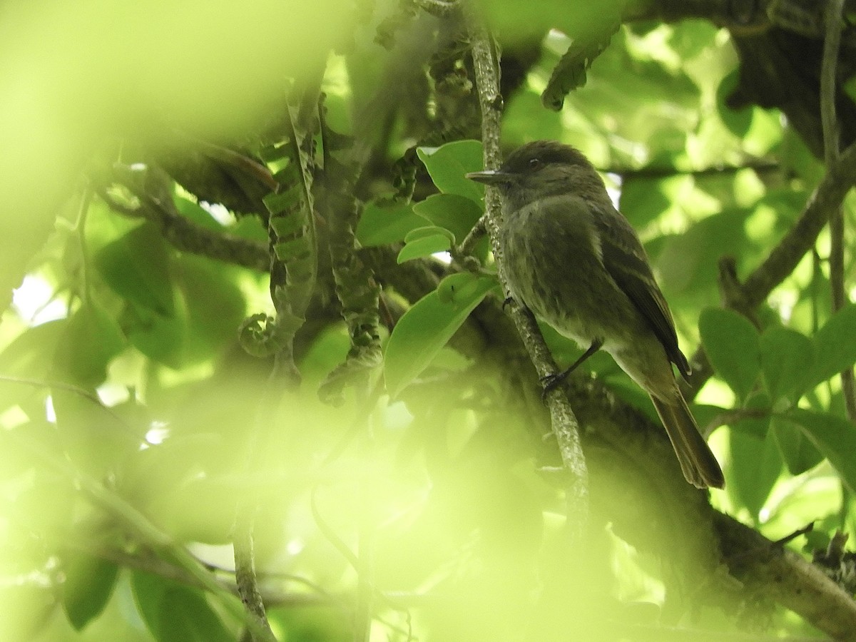 Plumbeous Black-Tyrant - ML646771312