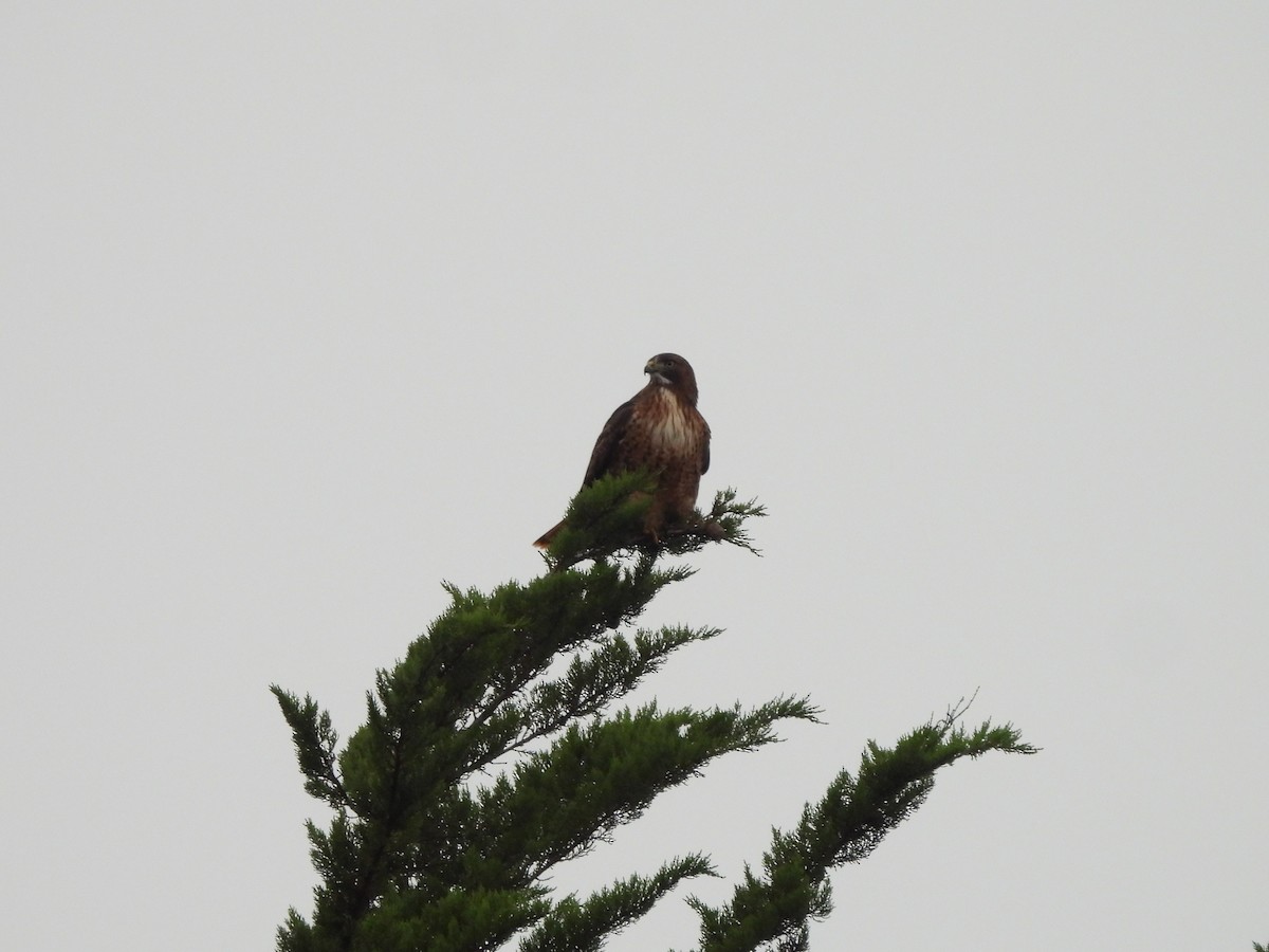 Red-tailed Hawk - ML646771316