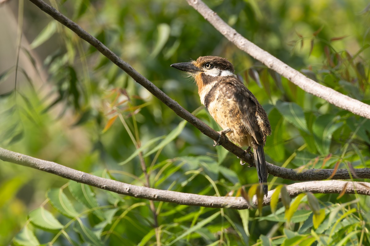Russet-throated Puffbird - ML646771317