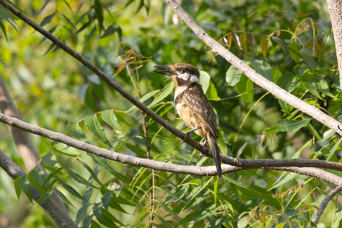 Russet-throated Puffbird - ML646771318