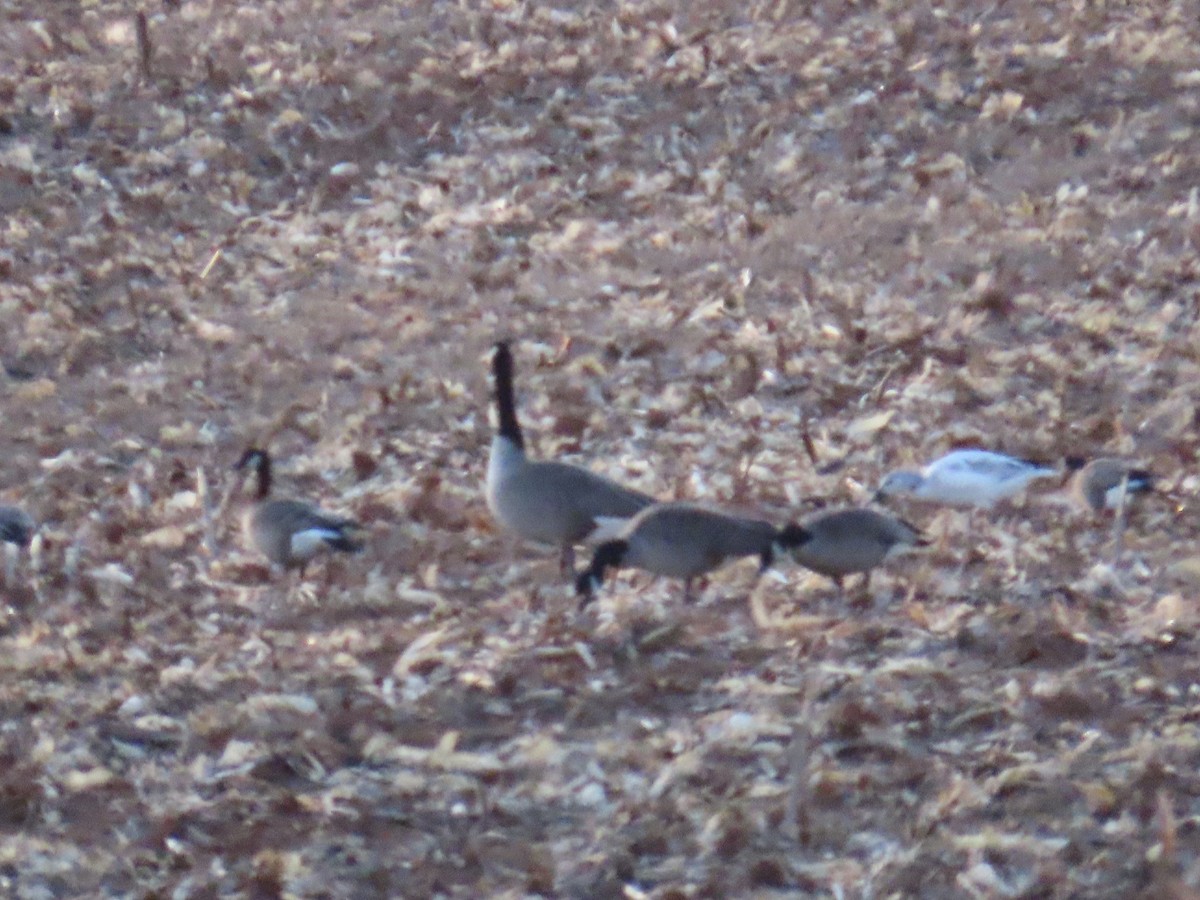 Cackling Goose - ML646771319