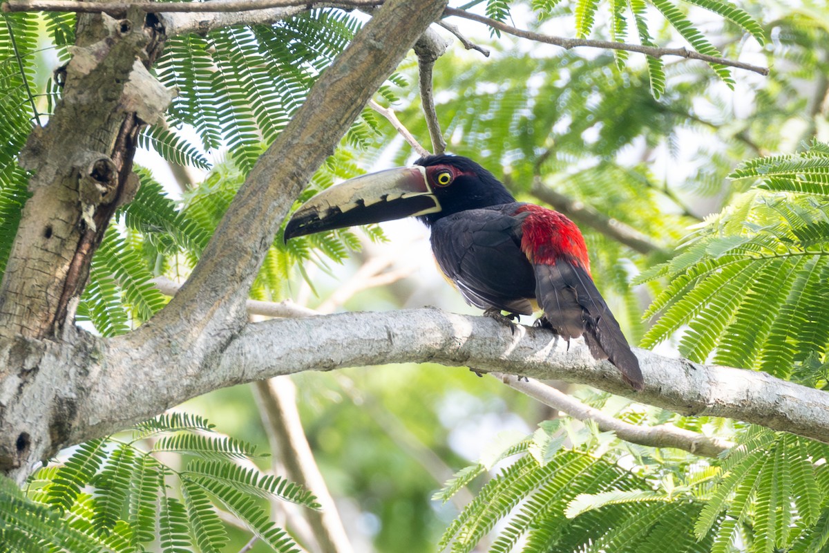 Collared Aracari - ML646771320