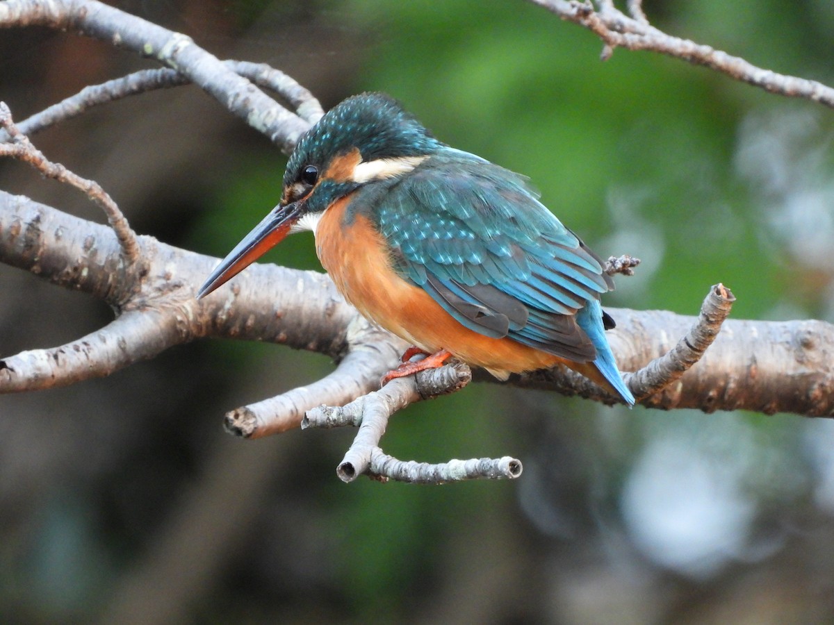 Common Kingfisher - ML646771321