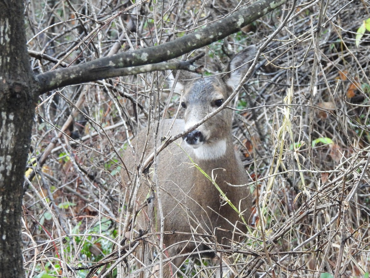 White-tailed Deer - ML646771322