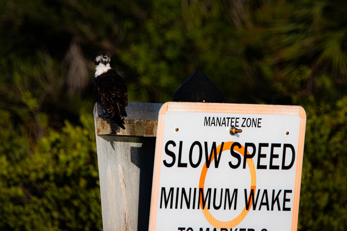Osprey - ML646771324