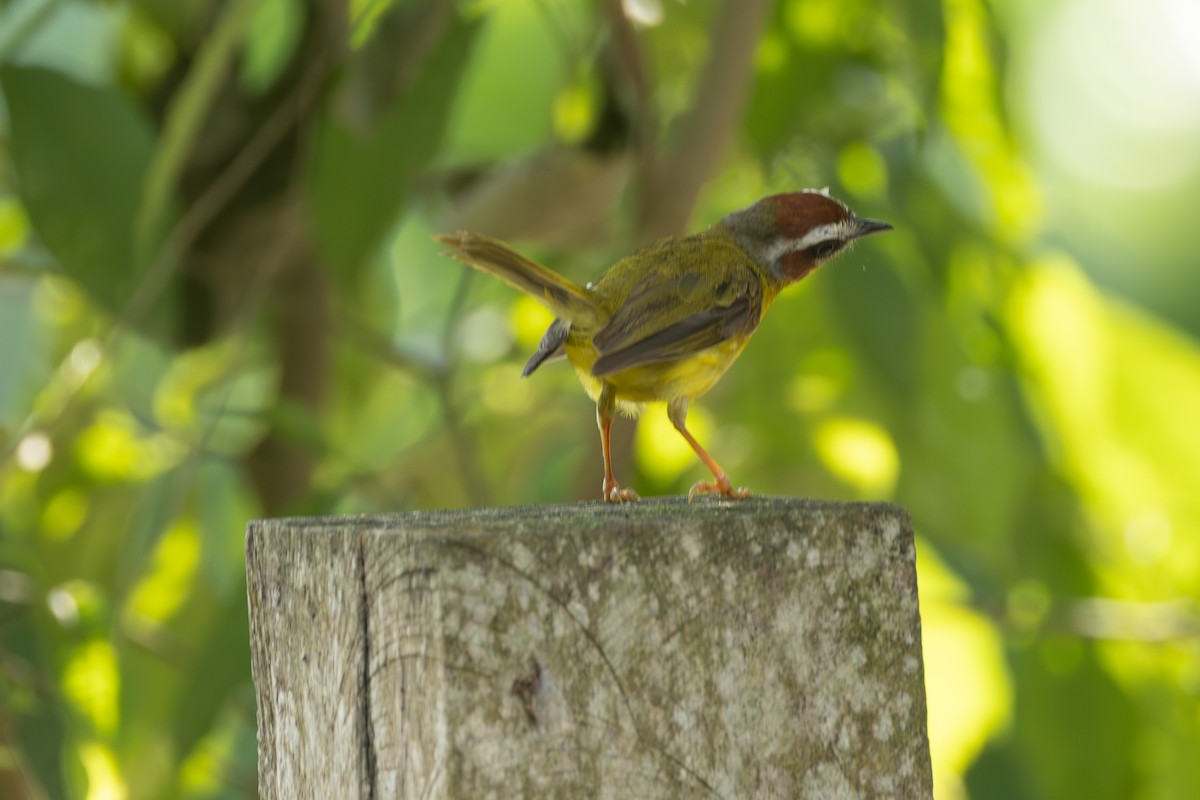 Chestnut-capped Warbler - ML646771325