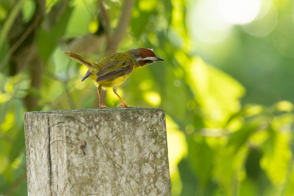 Chestnut-capped Warbler - ML646771326