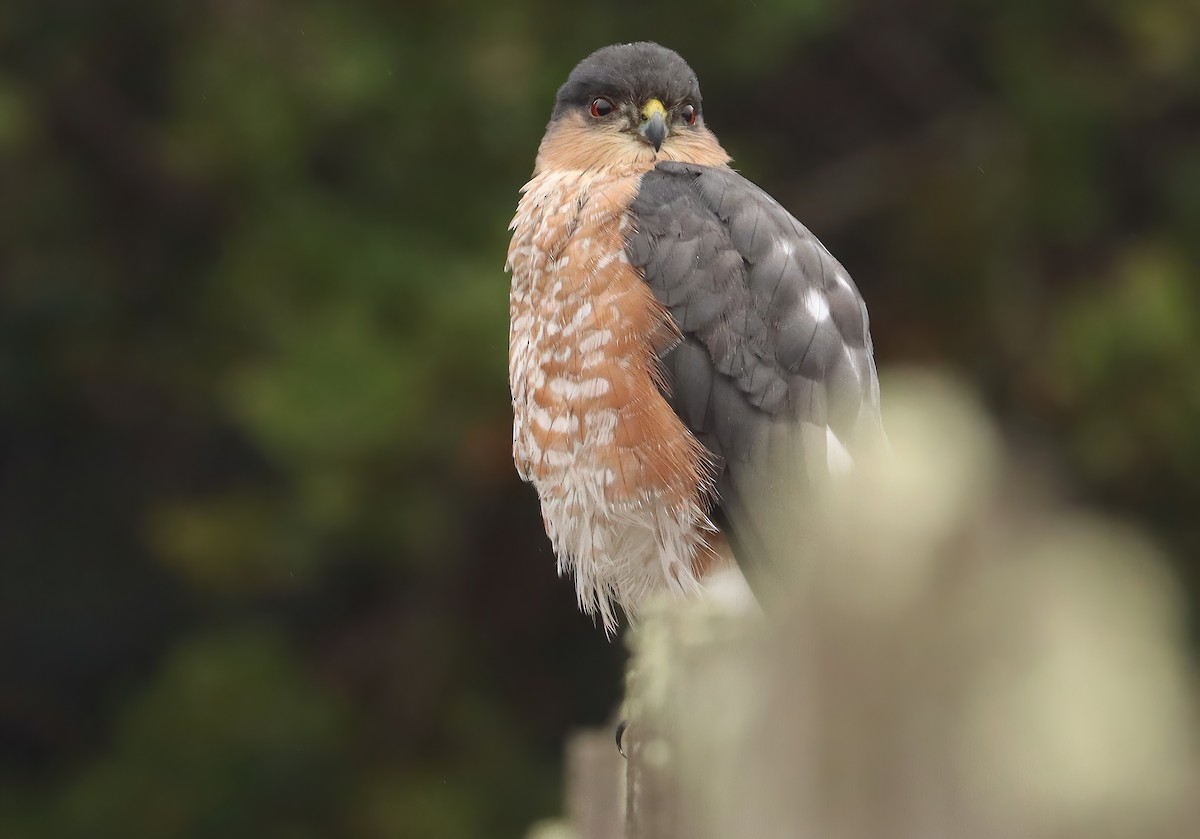 Sharp-shinned Hawk - ML646771327