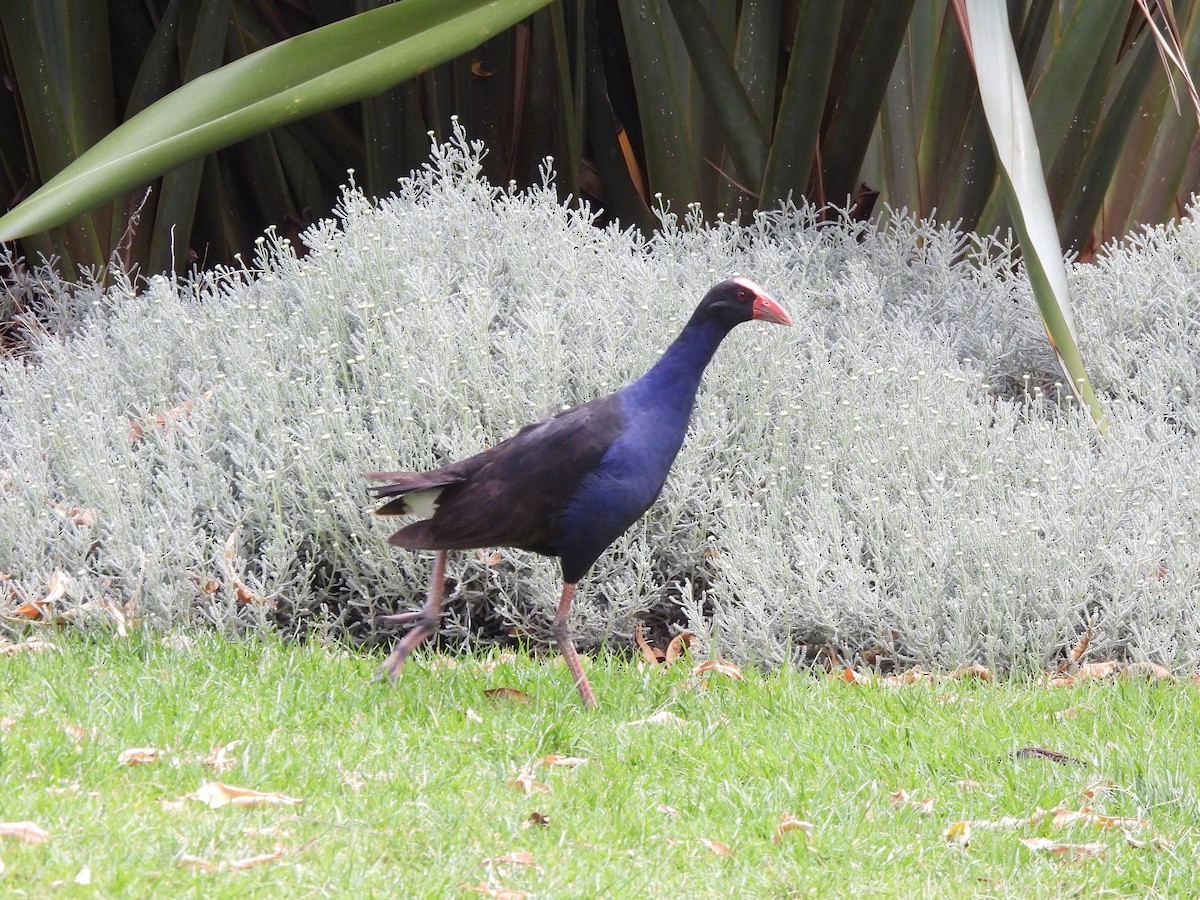 Australasian Swamphen - ML646771328
