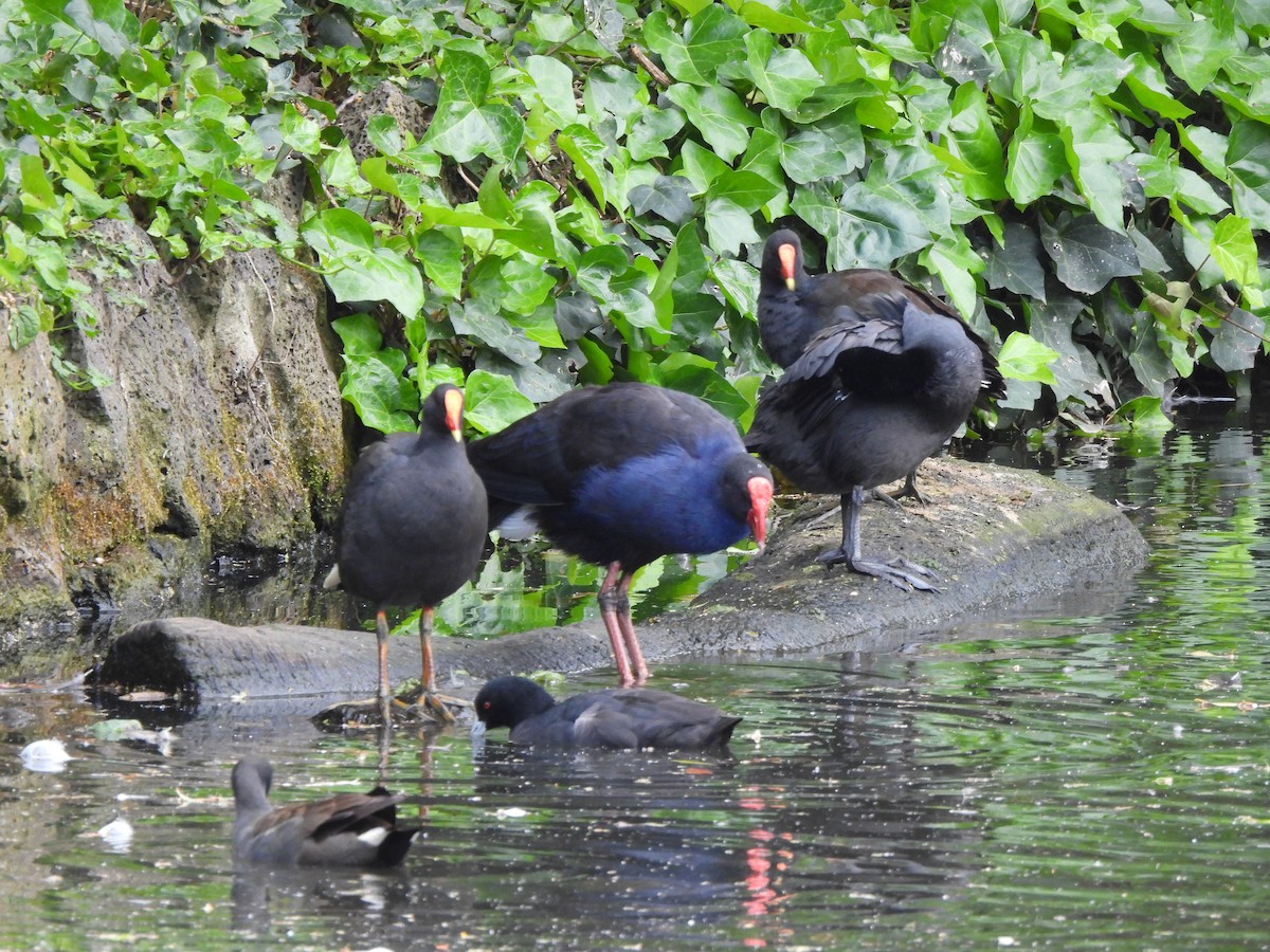Australasian Swamphen - ML646771329