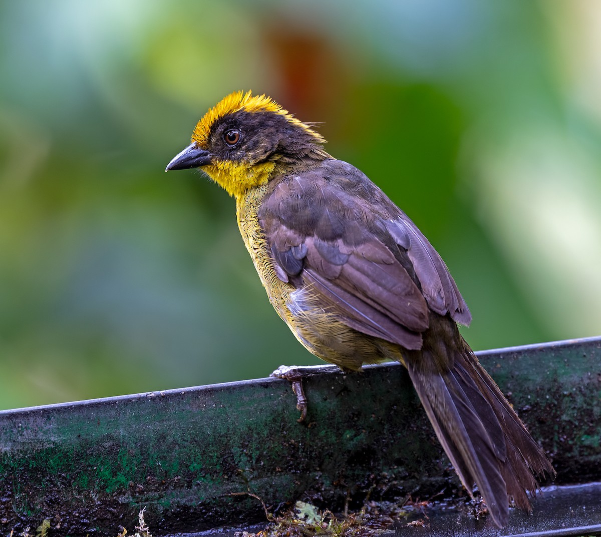 Choco Brushfinch - ML646771330