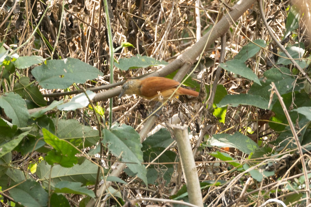 Barred Antshrike - ML646771331