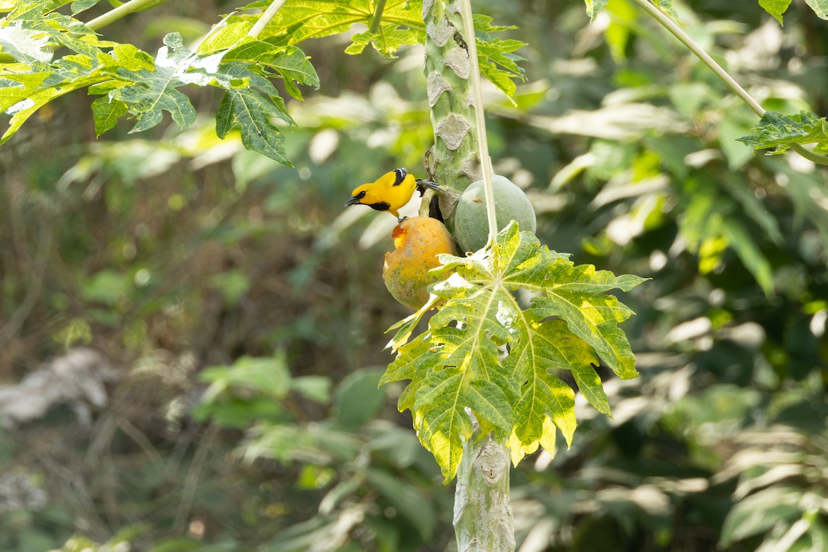 Yellow Oriole - ML646771333