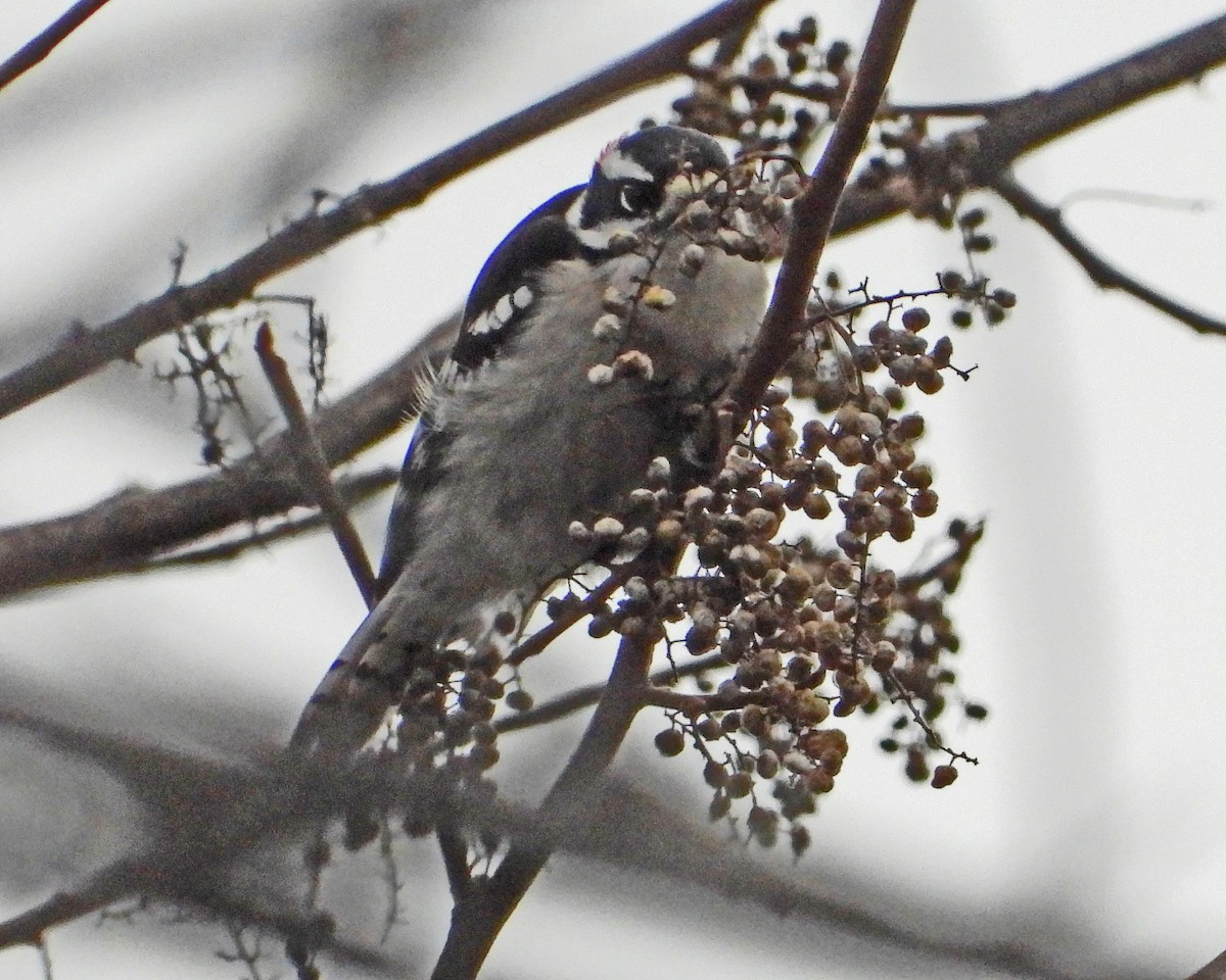Downy Woodpecker - ML646771334