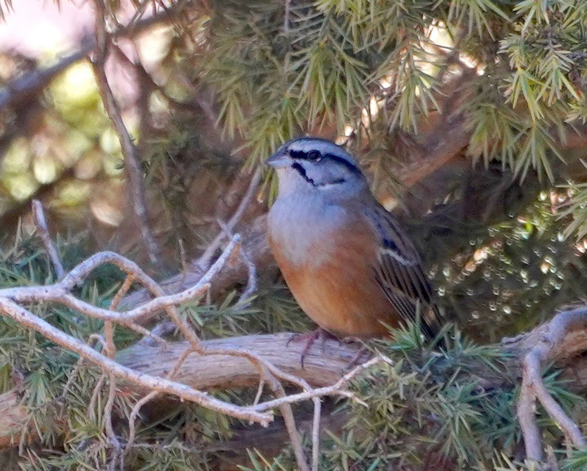 Rock Bunting - ML646771335