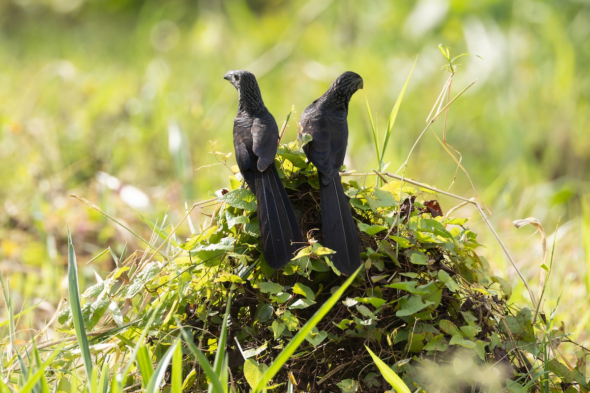 Groove-billed Ani - ML646771337
