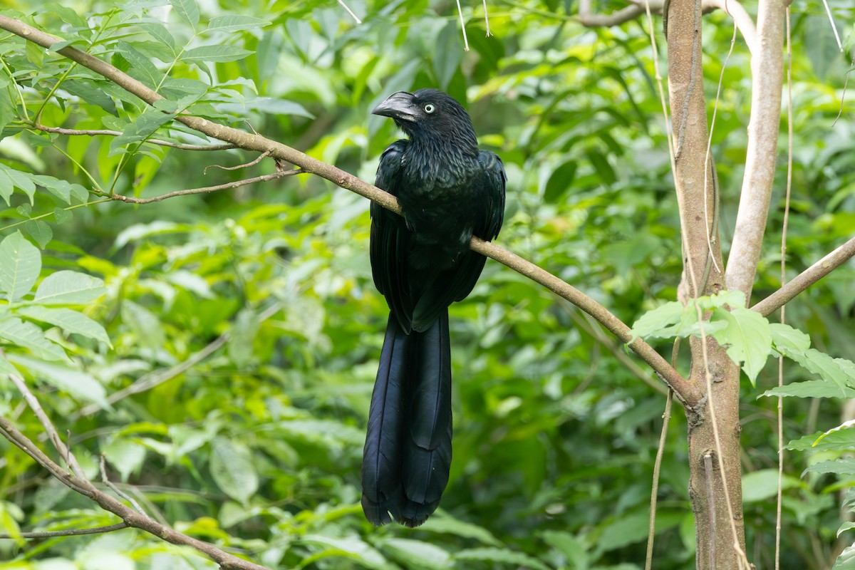 Greater Ani - ML646771338