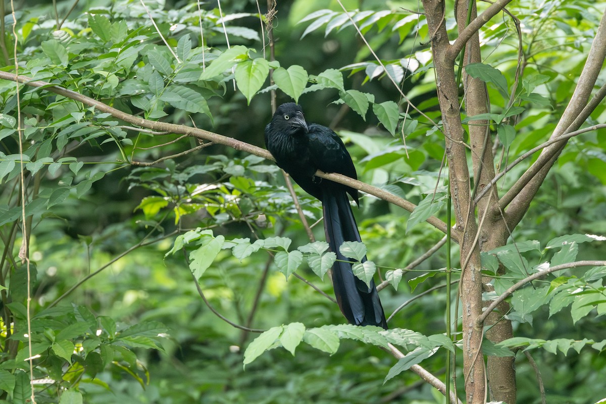 Greater Ani - ML646771341