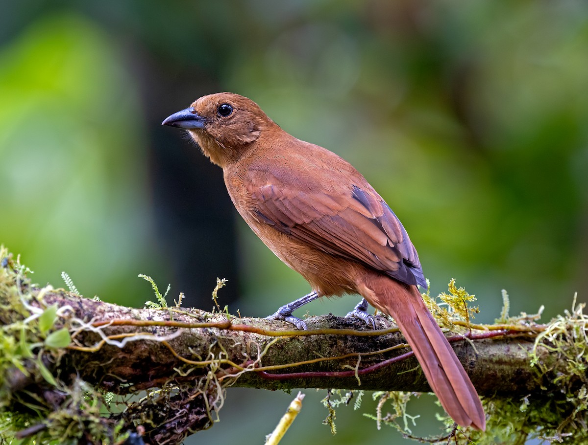 White-lined Tanager - ML646771342