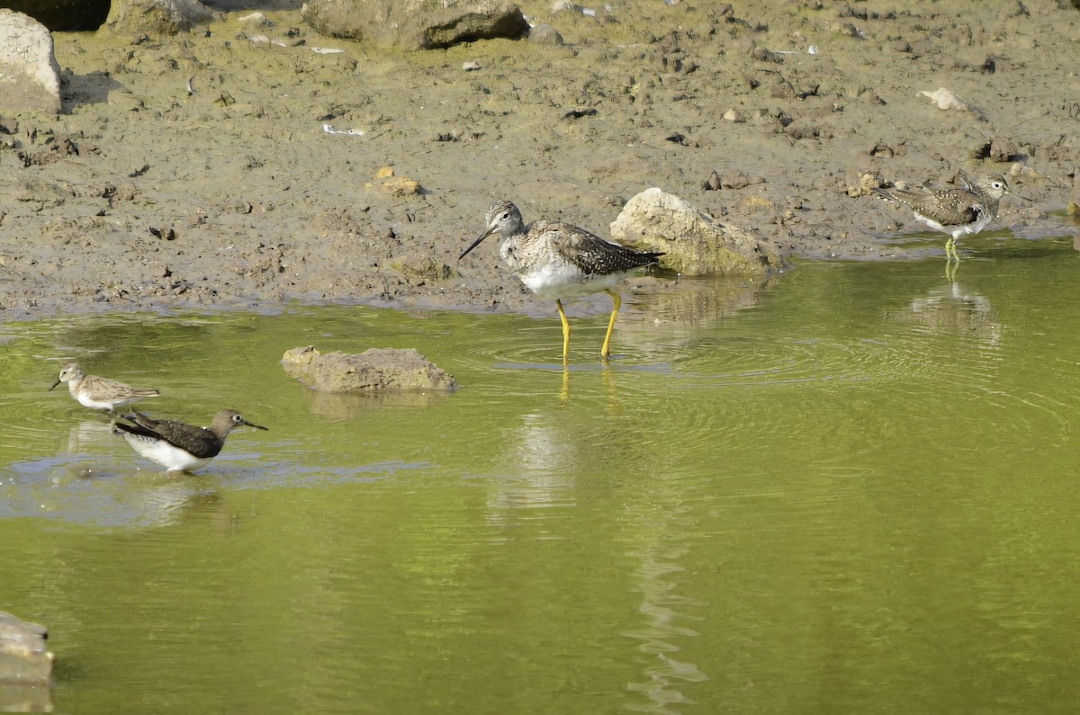 Solitary Sandpiper - ML646771343