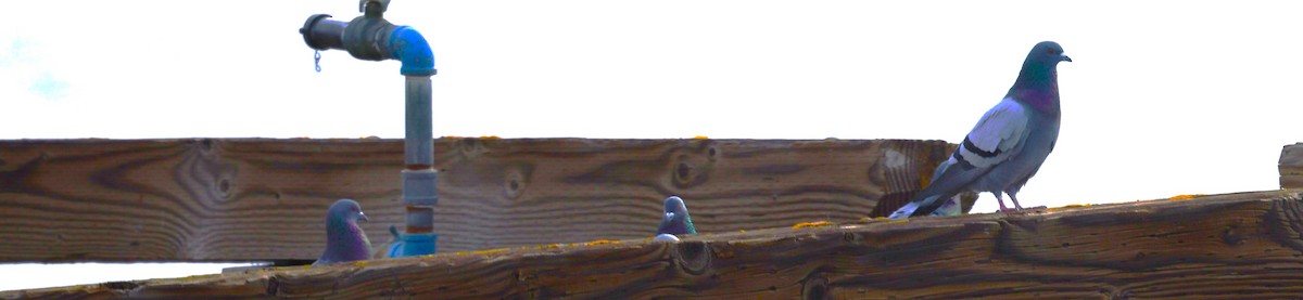 Rock Pigeon (Feral Pigeon) - ML646771344