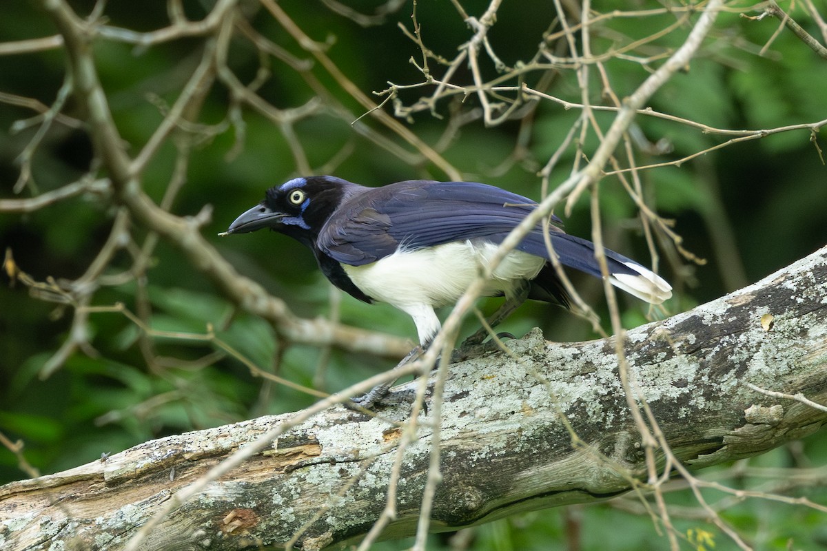 Black-chested Jay - ML646771346