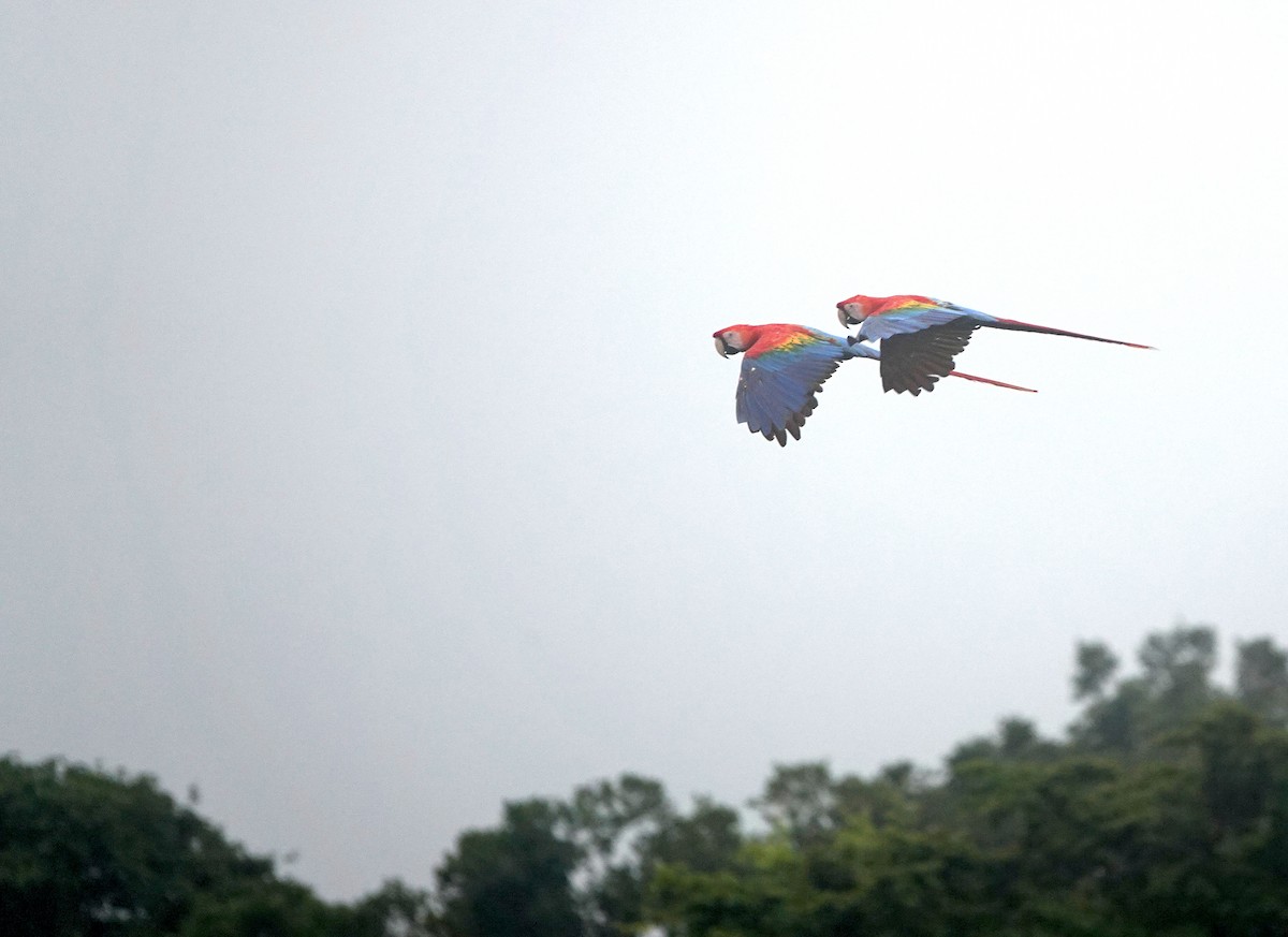 コンゴウインコ - ML646771351