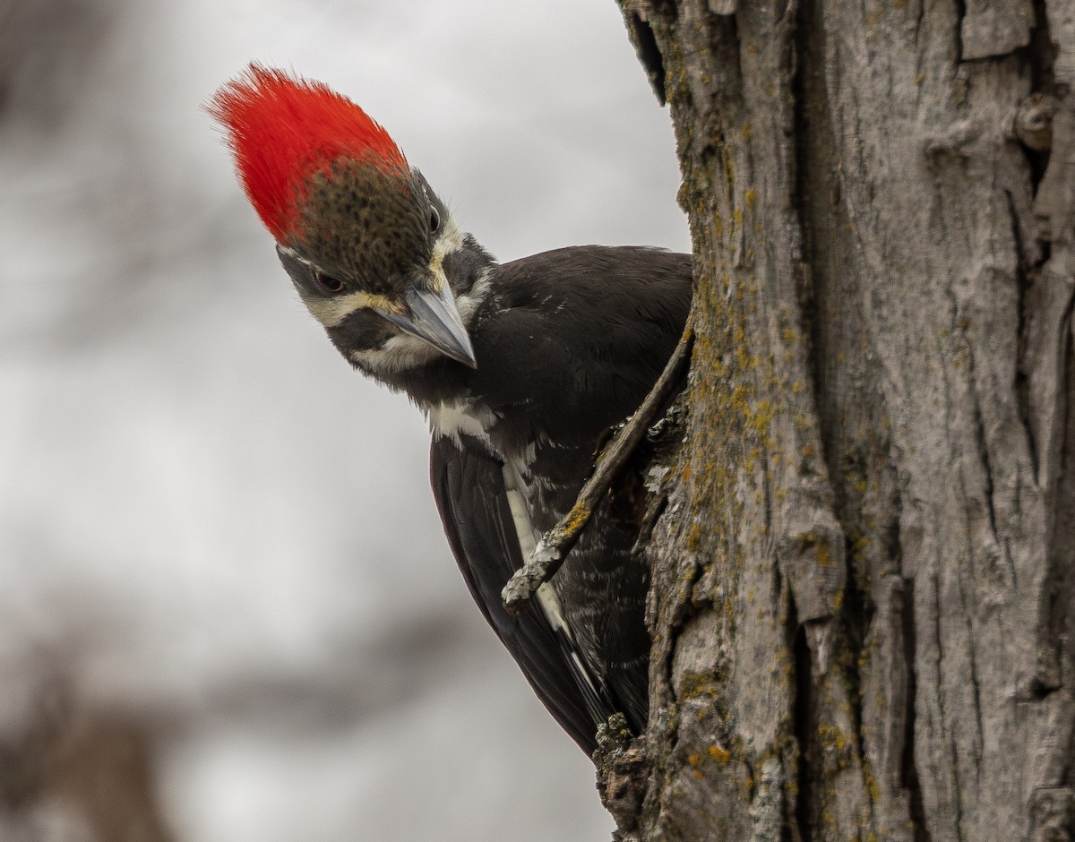 Pileated Woodpecker - ML646771355