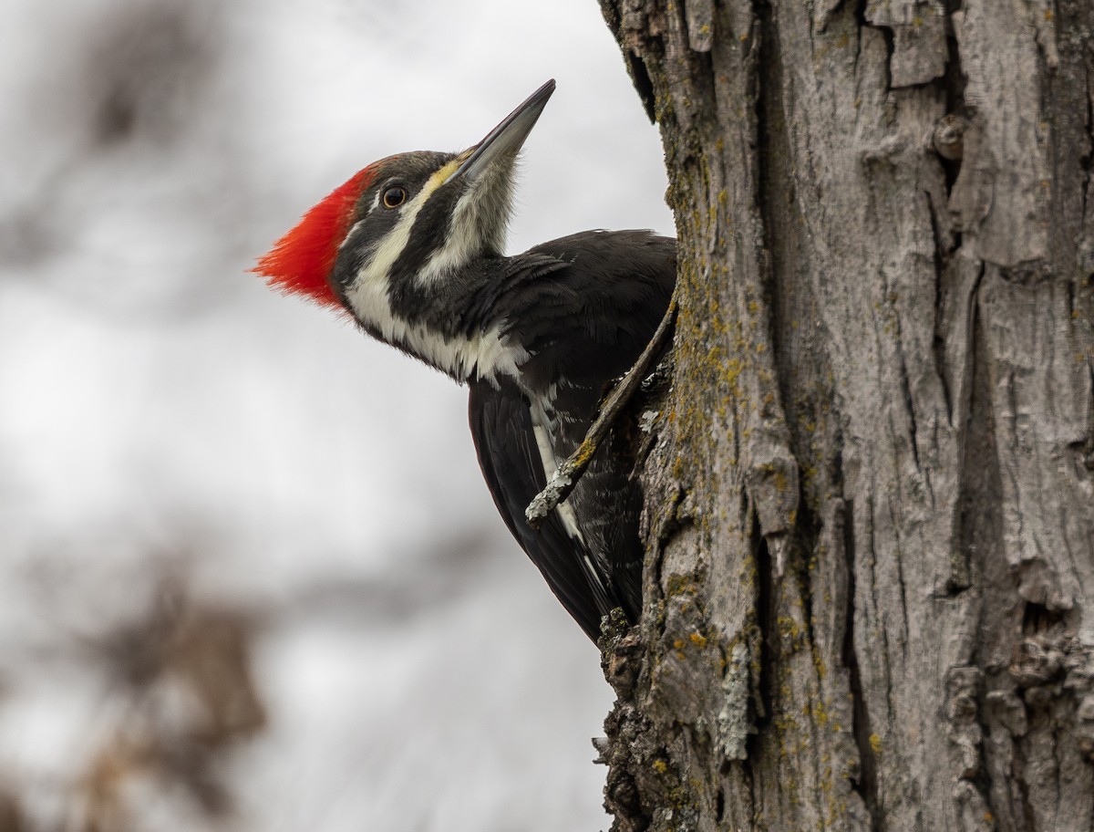 Pileated Woodpecker - ML646771356
