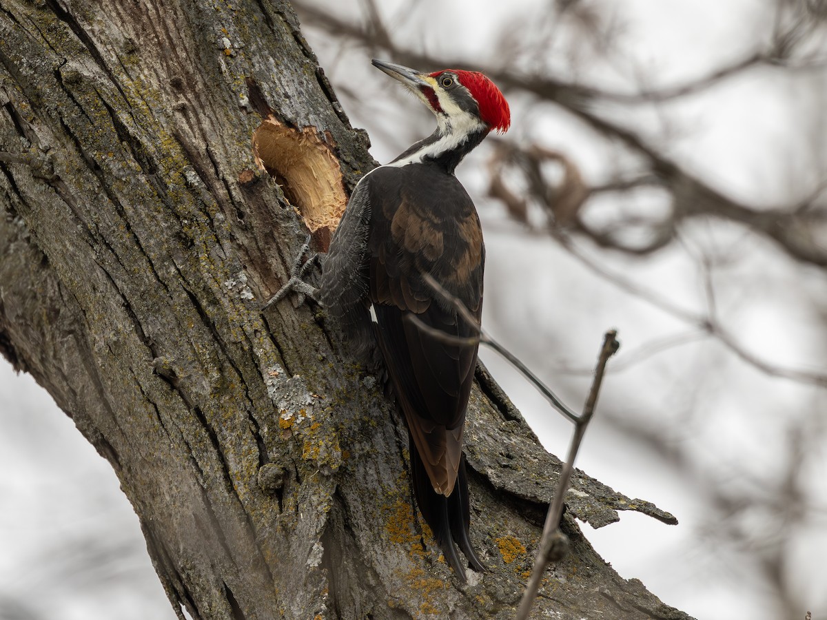 Pileated Woodpecker - ML646771357