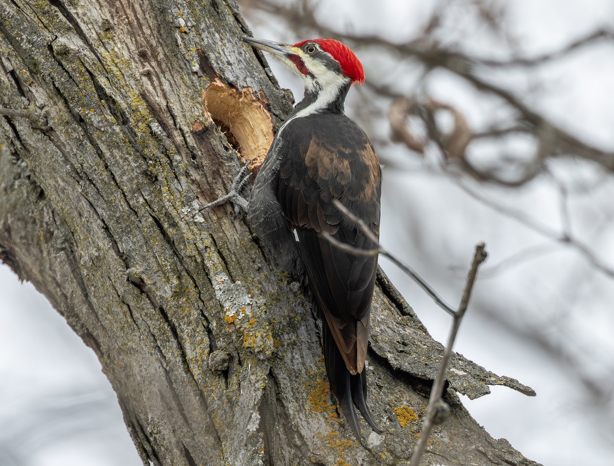 Pileated Woodpecker - ML646771358