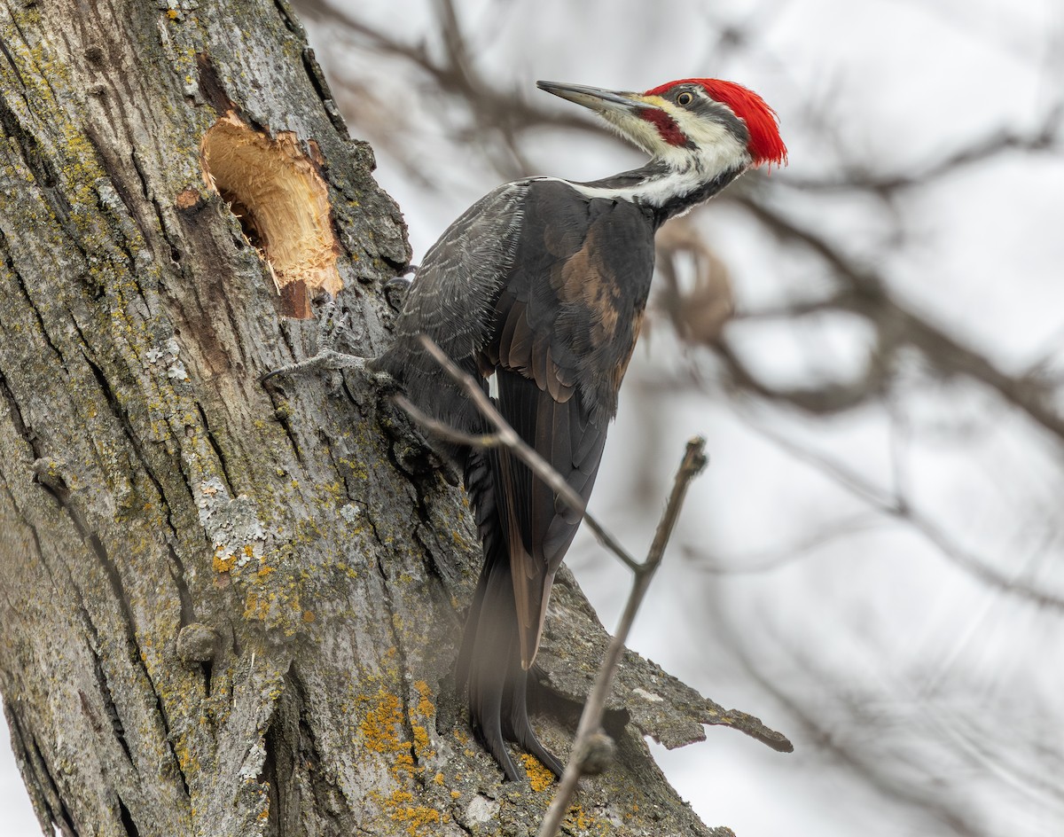 Pileated Woodpecker - ML646771359