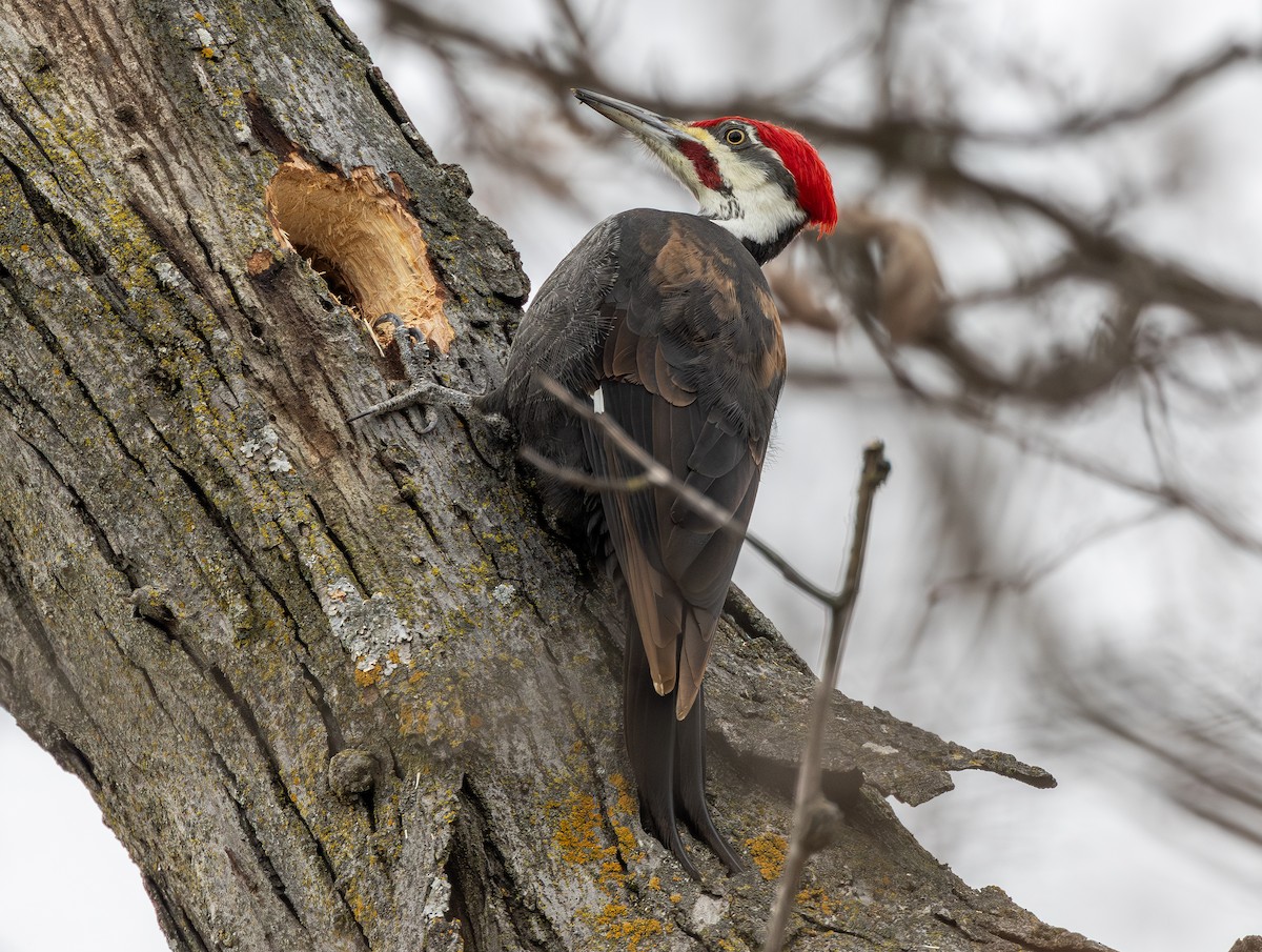 Pileated Woodpecker - ML646771360