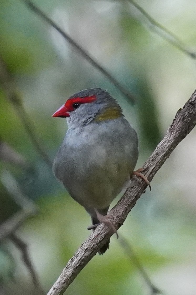 Red-browed Firetail - ML646771361
