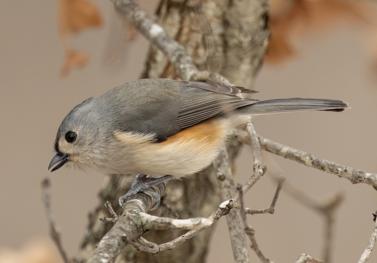 Tufted Titmouse - ML646771362