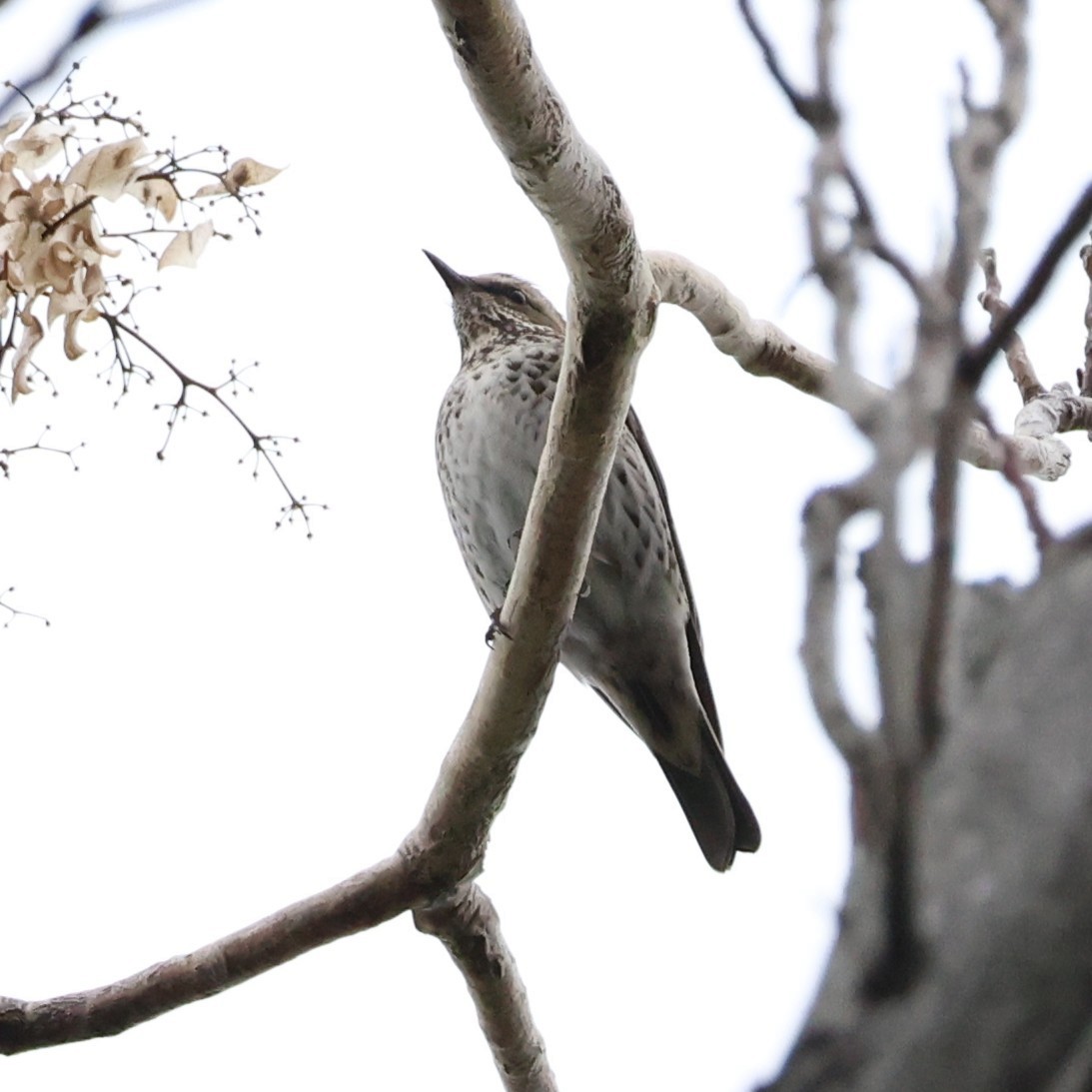 Dusky Thrush - ML646771364