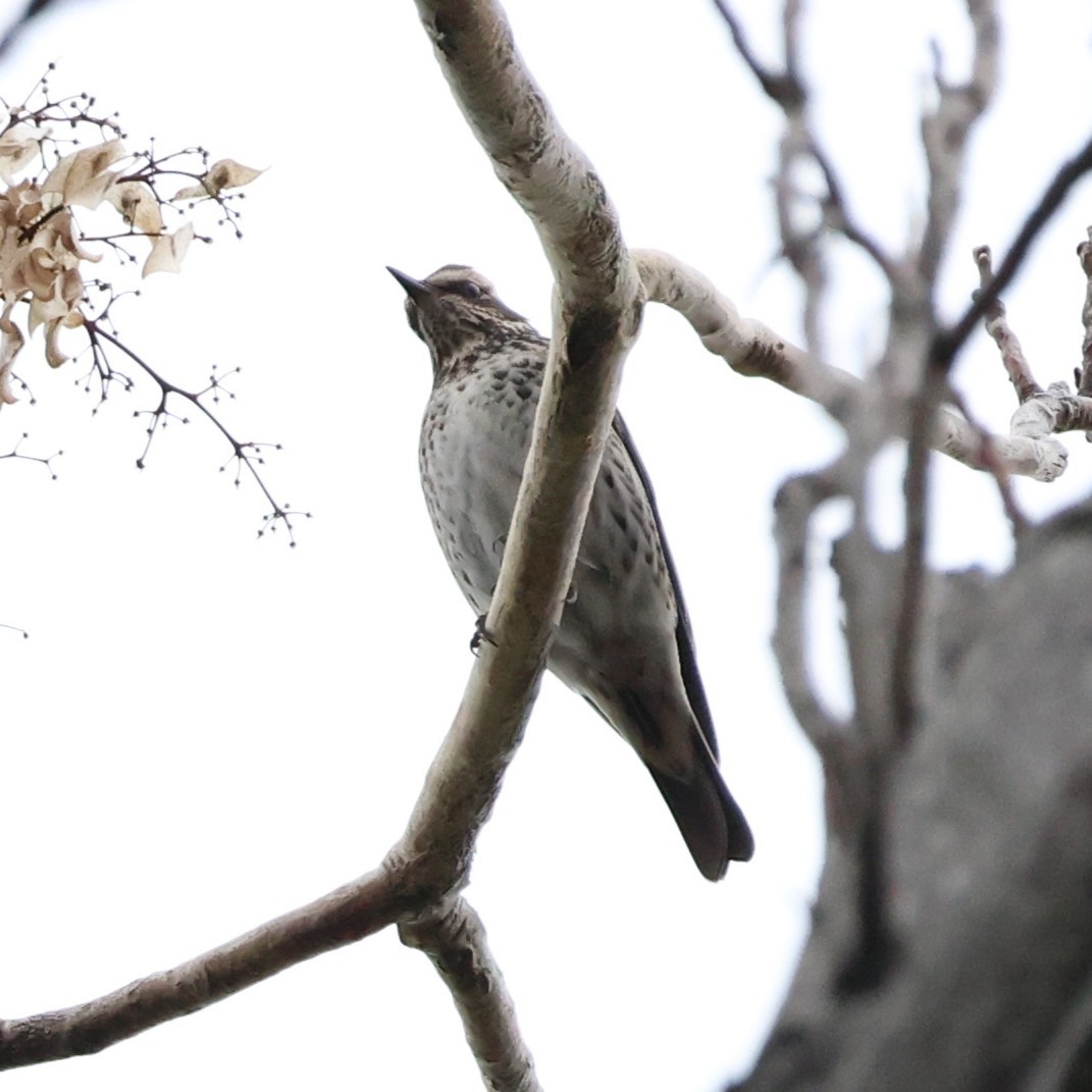 Dusky Thrush - ML646771365
