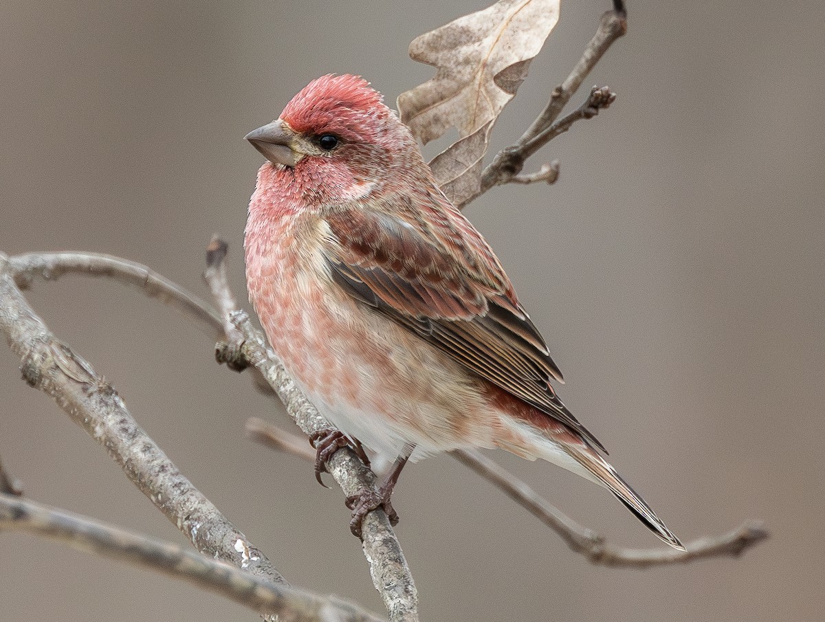 Purple Finch (Eastern) - ML646771366