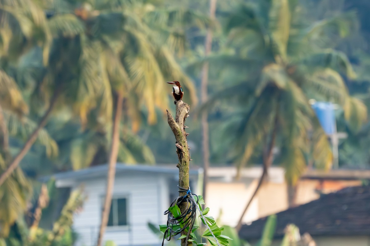 Красноносый зимородок - ML646771368