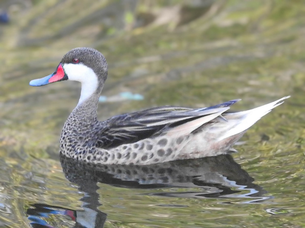 Ánade Gargantillo - ML646771369