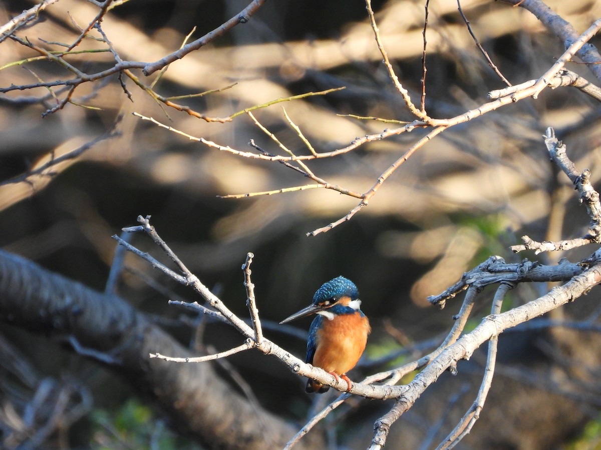 Common Kingfisher - ML646771371