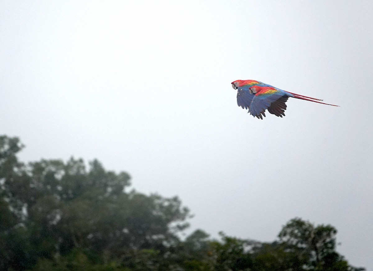 コンゴウインコ - ML646771375