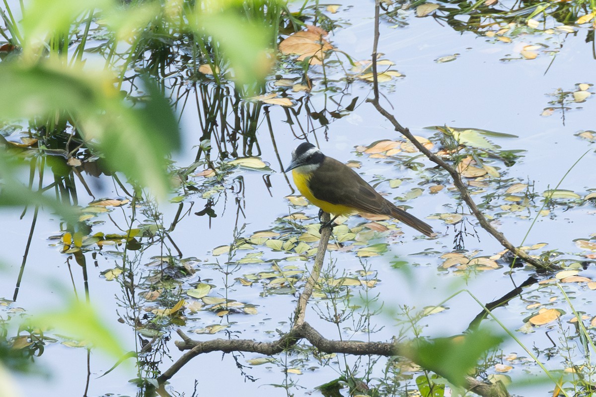 Lesser Kiskadee - ML646771380