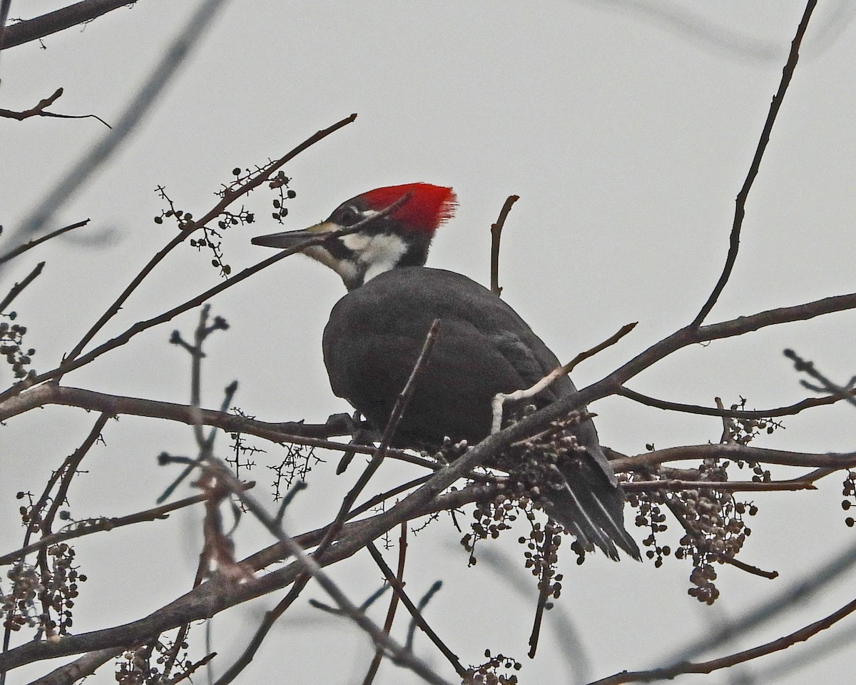 Pileated Woodpecker - ML646771382