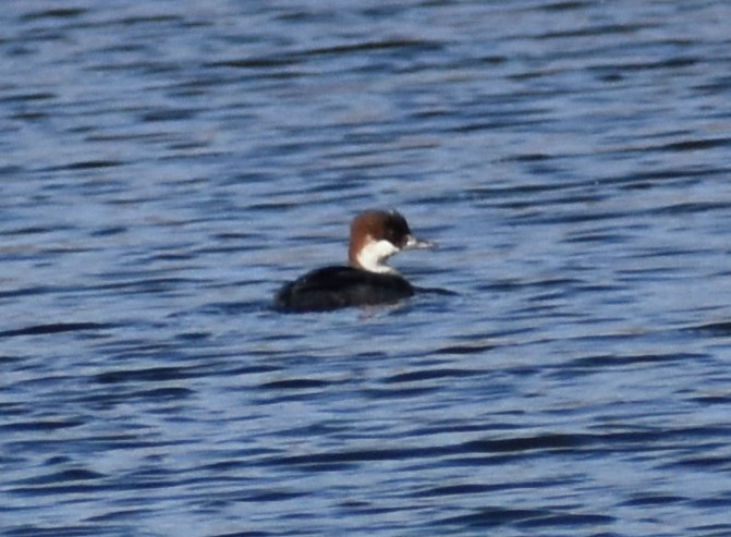 Smew - ML646771384