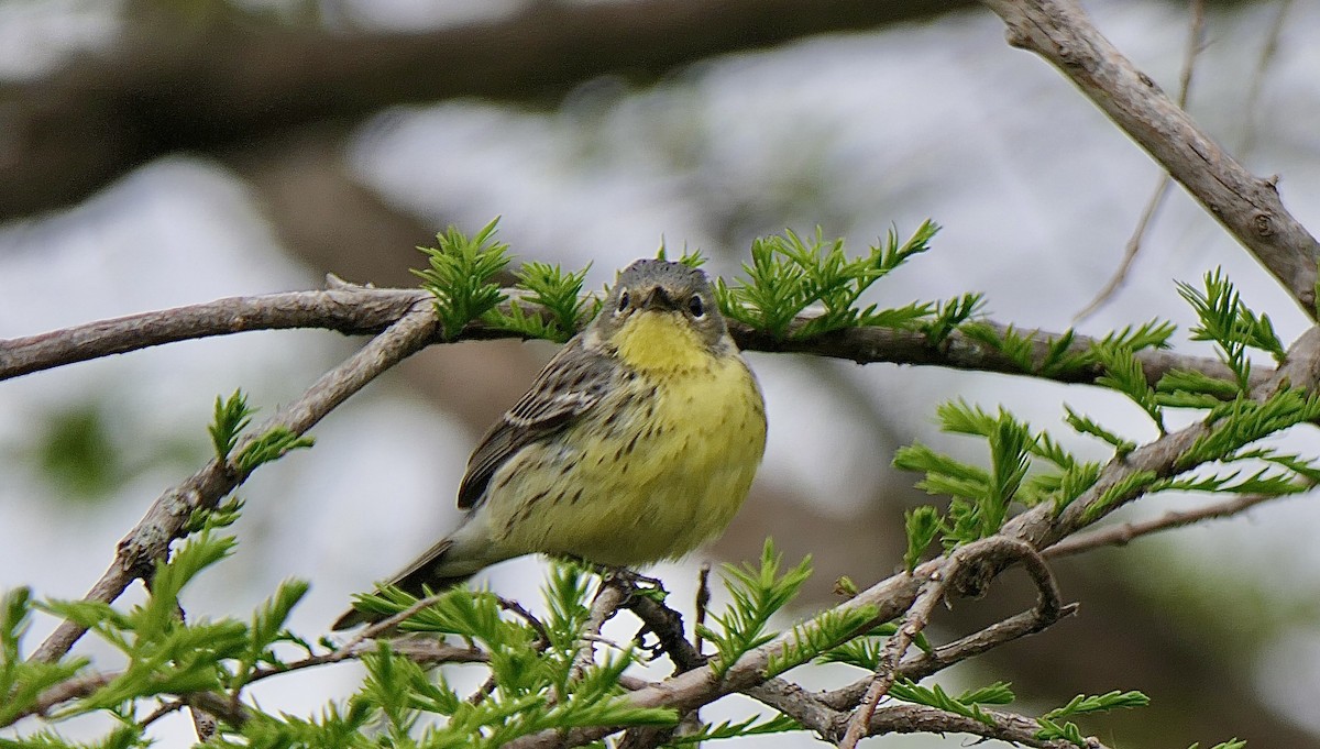 Kirtland's Warbler - ML646771386