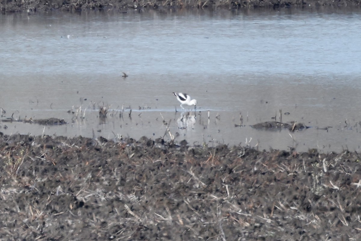 Американская шилоклювка - ML646771387