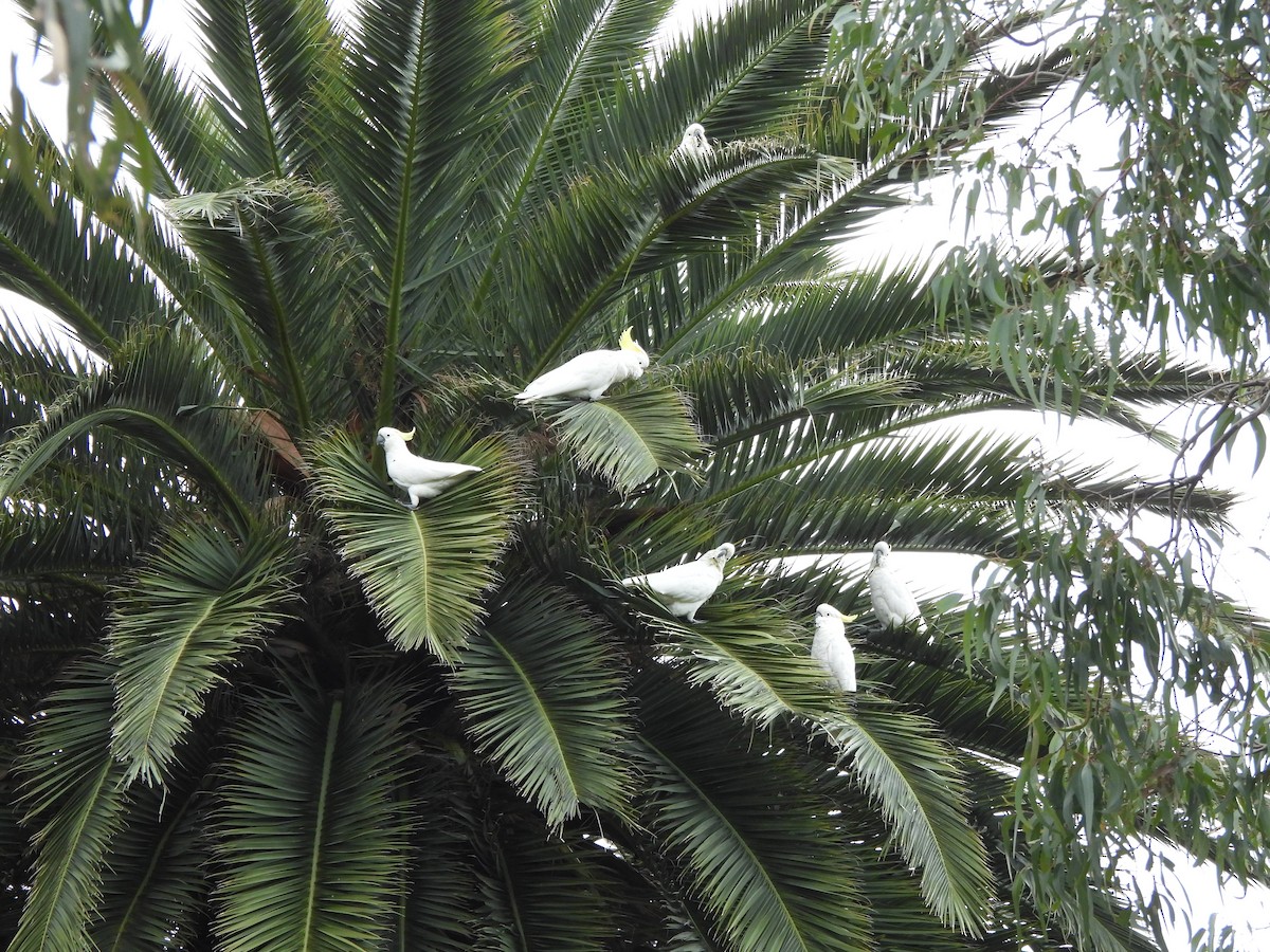 Какаду жовточубий - ML646771388