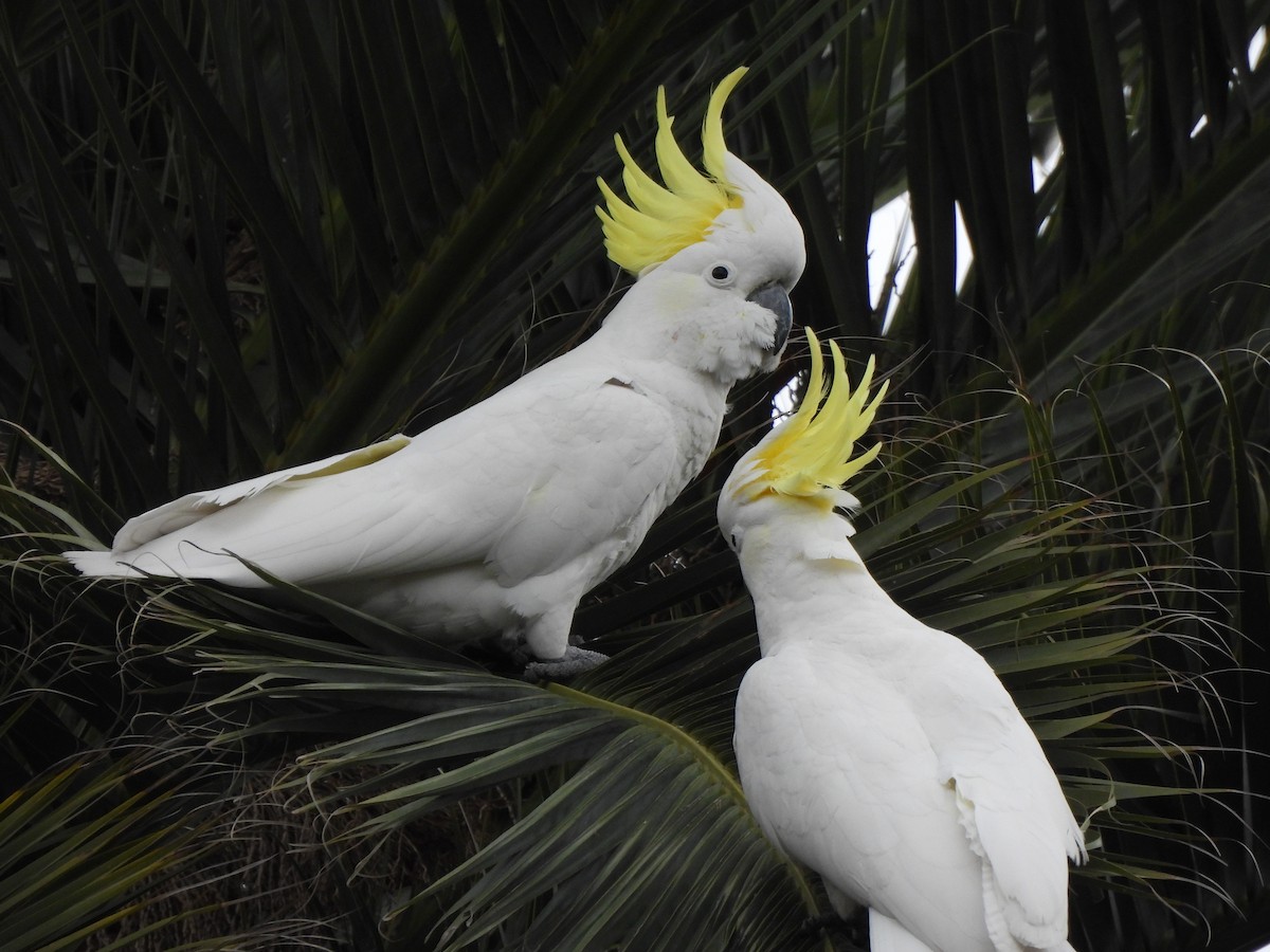 Какаду жовточубий - ML646771389