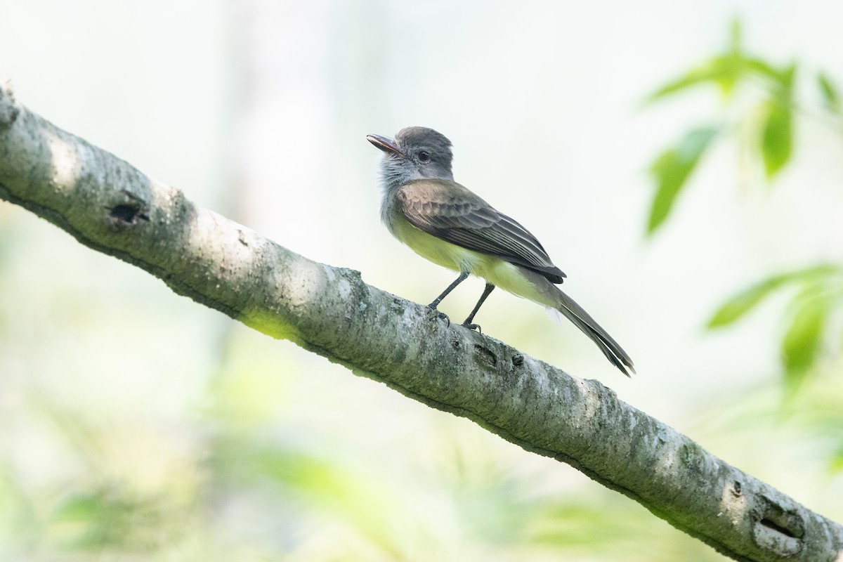 Panama Flycatcher - ML646771391